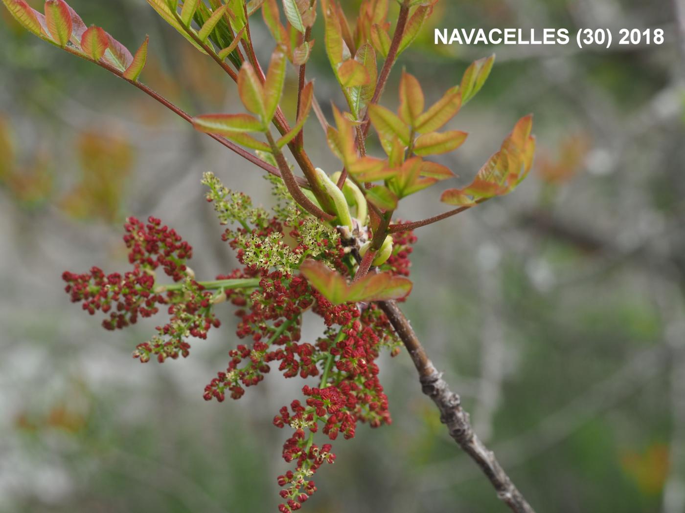 Turpetine tree flower